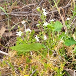 Stellaria pungens at Coree, ACT - 4 Nov 2023