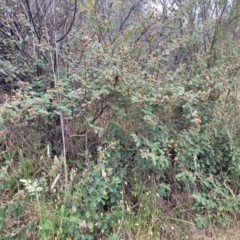 Pomaderris eriocephala at Coree, ACT - 4 Nov 2023