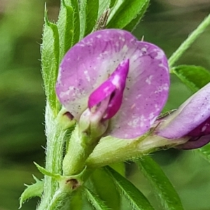 Vicia sativa subsp. nigra at Coree, ACT - 4 Nov 2023