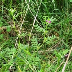 Vicia sativa subsp. nigra at Coree, ACT - 4 Nov 2023 04:03 PM