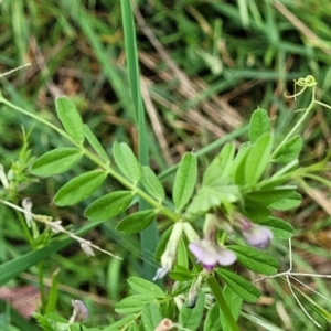 Vicia sativa subsp. nigra at Coree, ACT - 4 Nov 2023