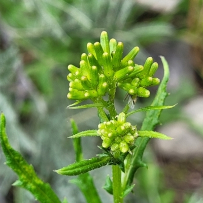 Senecio hispidulus (Hill Fireweed) at Cotter Reserve - 4 Nov 2023 by trevorpreston