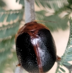 Dicranosterna immaculata (Acacia leaf beetle) at Coree, ACT - 4 Nov 2023 by trevorpreston