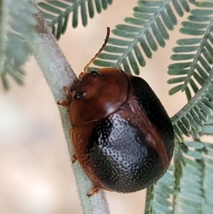 Dicranosterna immaculata at Coree, ACT - 4 Nov 2023