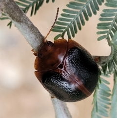 Dicranosterna immaculata at Coree, ACT - 4 Nov 2023