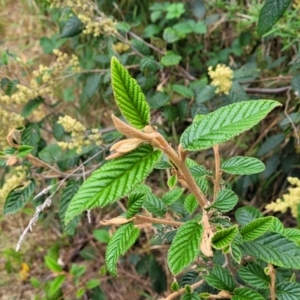 Pomaderris aspera at Coree, ACT - 4 Nov 2023