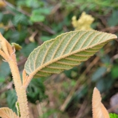 Pomaderris aspera at Coree, ACT - 4 Nov 2023