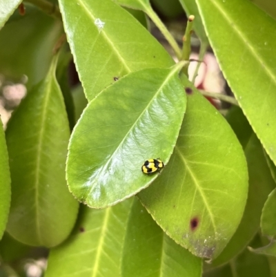 Illeis galbula (Fungus-eating Ladybird) at City Renewal Authority Area - 5 Nov 2023 by courtneyb