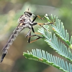 Cerdistus sp. (genus) (Yellow Slender Robber Fly) at Cotter Reserve - 4 Nov 2023 by trevorpreston