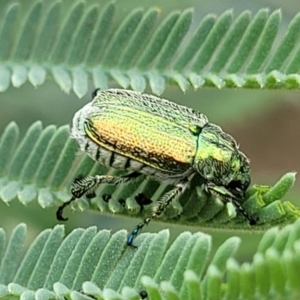 Diphucephala elegans at Coree, ACT - 4 Nov 2023