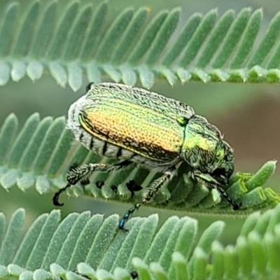 Diphucephala elegans (Green scarab beetle) at Cotter Reserve - 4 Nov 2023 by trevorpreston