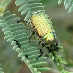 Diphucephala elegans at Coree, ACT - 4 Nov 2023