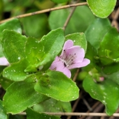 Gratiola peruviana at Coree, ACT - 4 Nov 2023