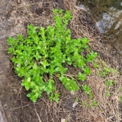 Gratiola peruviana at Coree, ACT - 4 Nov 2023 03:50 PM