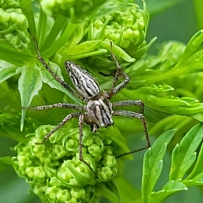 Oxyopes (genus) (Lynx spider) at Cotter Reserve - 4 Nov 2023 by trevorpreston
