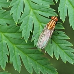 Sapromyza brunneovittata (A lauxid fly) at Cotter Reserve - 4 Nov 2023 by trevorpreston