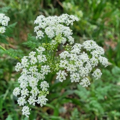 Conium maculatum (Hemlock) at Cotter Reserve - 4 Nov 2023 by trevorpreston