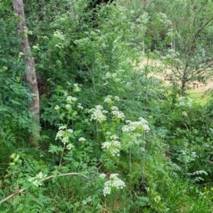 Conium maculatum at Coree, ACT - 4 Nov 2023 03:45 PM