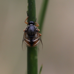 Ogcodes basalis (A hunch-back fly) at Higgins, ACT - 4 Nov 2023 by MichaelWenke