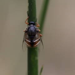 Ogcodes basalis (A hunch-back fly) at Higgins, ACT - 4 Nov 2023 by Trevor