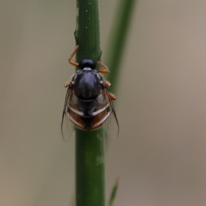 Ogcodes basalis at Higgins Woodland - 4 Nov 2023