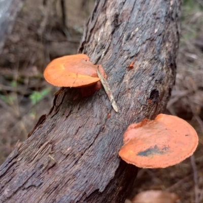 Trametes (old Pycnoporus sp.) (Scarlet Bracket) at New Italy, NSW - 5 Nov 2023 by poszum
