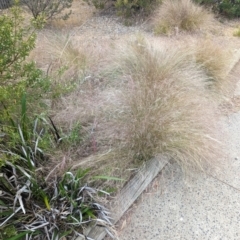 Nassella trichotoma (Serrated Tussock) at Florey, ACT - 5 Nov 2023 by rbannister