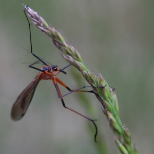 Harpobittacus australis at Higgins Woodland - 4 Nov 2023 03:15 PM