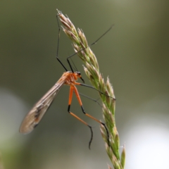 Harpobittacus australis at Higgins Woodland - 4 Nov 2023 03:15 PM