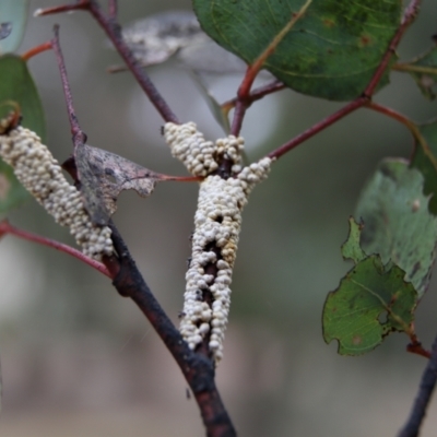 Eriococcidae sp. (family) (Unidentified felted scale) at Higgins, ACT - 4 Nov 2023 by MichaelWenke