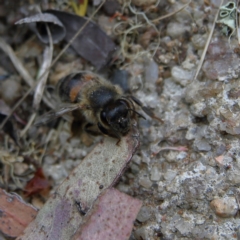Apis mellifera (European honey bee) at Higgins, ACT - 4 Nov 2023 by Trevor
