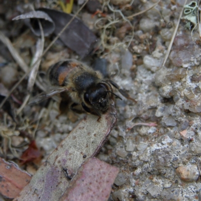 Apis mellifera (European honey bee) at Higgins, ACT - 4 Nov 2023 by MichaelWenke