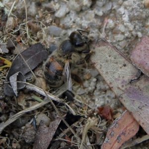 Apis mellifera at Higgins, ACT - 4 Nov 2023