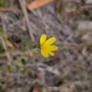 Microseris walteri at Captains Flat, NSW - 5 Nov 2023