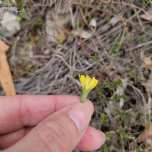 Microseris walteri at Captains Flat, NSW - 5 Nov 2023