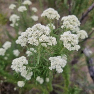 Cassinia aculeata subsp. aculeata at QPRC LGA - 5 Nov 2023