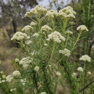 Cassinia aculeata subsp. aculeata at QPRC LGA - 5 Nov 2023