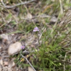 Vittadinia muelleri (Narrow-leafed New Holland Daisy) at Captains Flat, NSW - 5 Nov 2023 by Csteele4