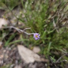 Vittadinia muelleri at Captains Flat, NSW - 5 Nov 2023