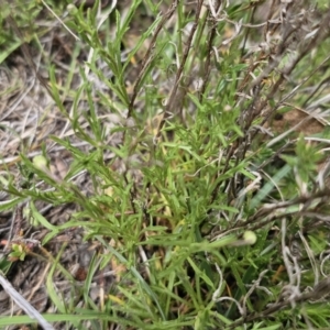 Vittadinia muelleri at Captains Flat, NSW - 5 Nov 2023