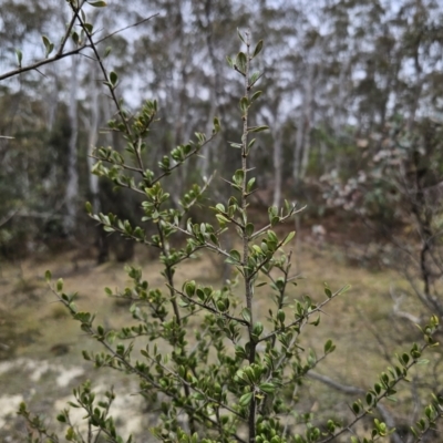 Bursaria spinosa subsp. lasiophylla (Australian Blackthorn) at Captains Flat, NSW - 5 Nov 2023 by Csteele4