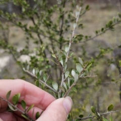 Bursaria spinosa subsp. lasiophylla at Captains Flat, NSW - 5 Nov 2023