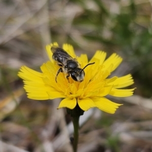 Lasioglossum (Chilalictus) lanarium at Captains Flat, NSW - 5 Nov 2023