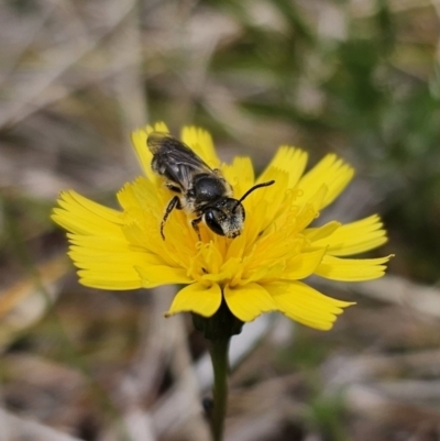 Lasioglossum (Chilalictus) lanarium (Halictid bee) at Captains Flat, NSW - 5 Nov 2023 by Csteele4