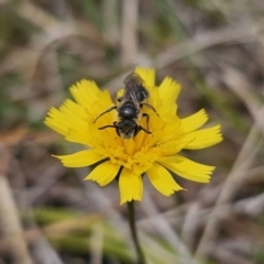 Lasioglossum (Chilalictus) lanarium at Captains Flat, NSW - 5 Nov 2023