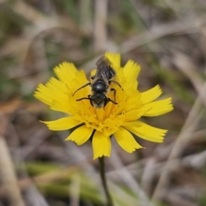 Lasioglossum (Chilalictus) lanarium at Captains Flat, NSW - 5 Nov 2023