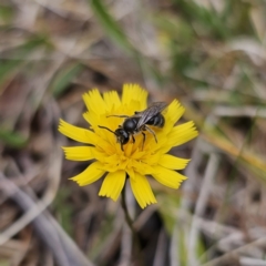 Lasioglossum (Chilalictus) lanarium at Captains Flat, NSW - 5 Nov 2023