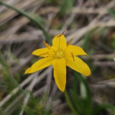 Hypoxis hygrometrica var. hygrometrica (Golden Weather-grass) at Captains Flat, NSW - 5 Nov 2023 by Csteele4