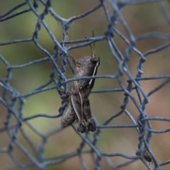 Phaulacridium vittatum (Wingless Grasshopper) at Higgins, ACT - 4 Nov 2023 by Trevor