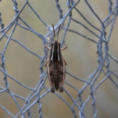 Phaulacridium vittatum at Higgins, ACT - 4 Nov 2023